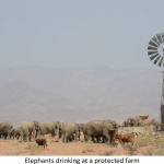 Solar Water Pumps for Namibian Farmers and Desert Elephants